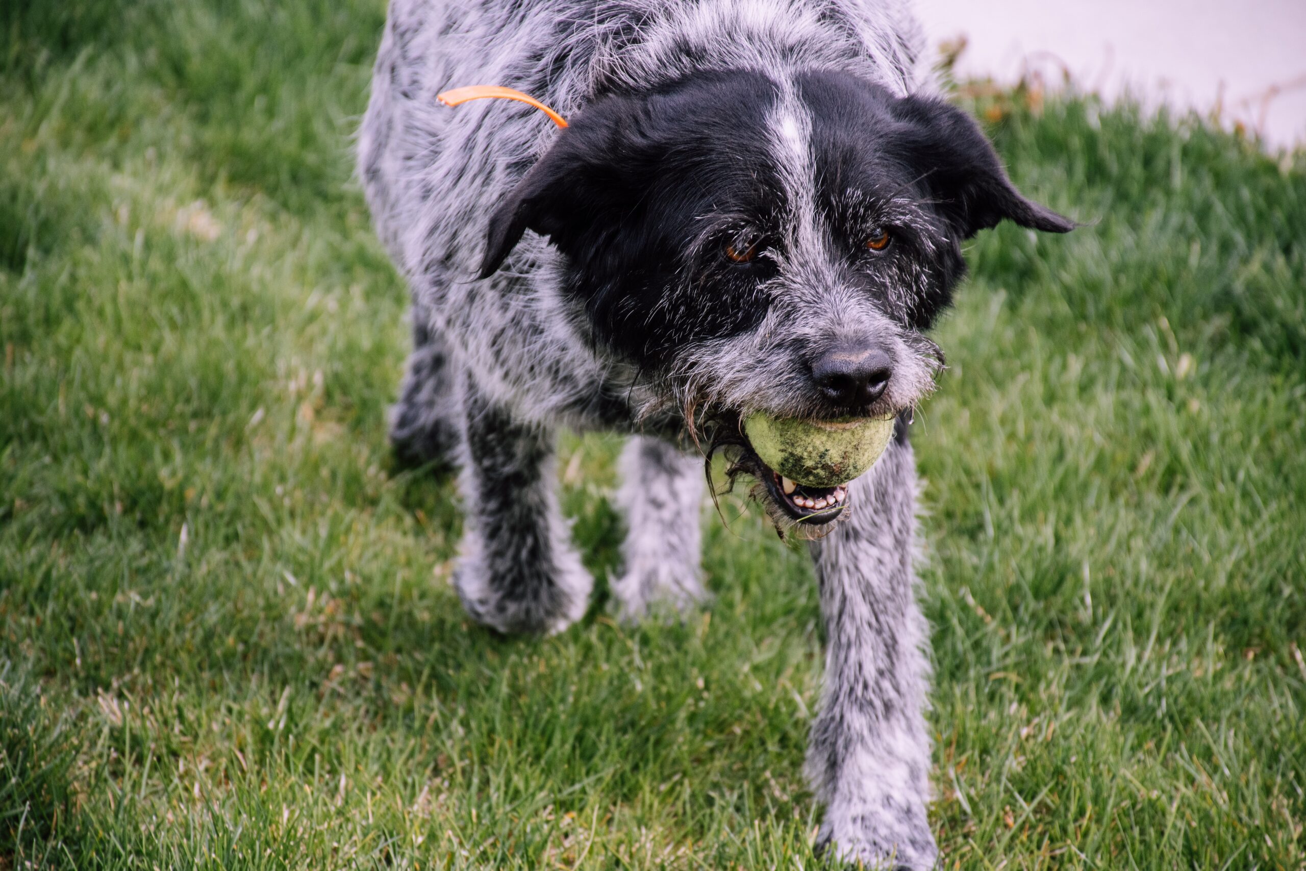 pexels-brett-sayles-1073126