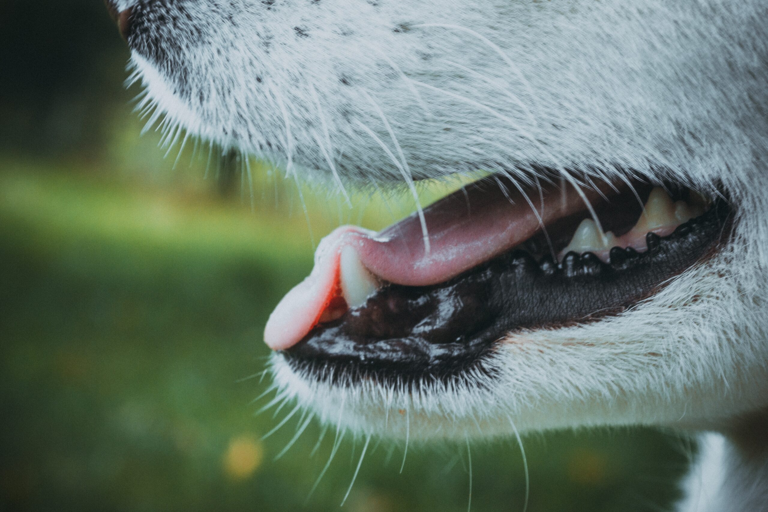 andriyko-podilnyk-FfCXrZnuGNY-unsplash